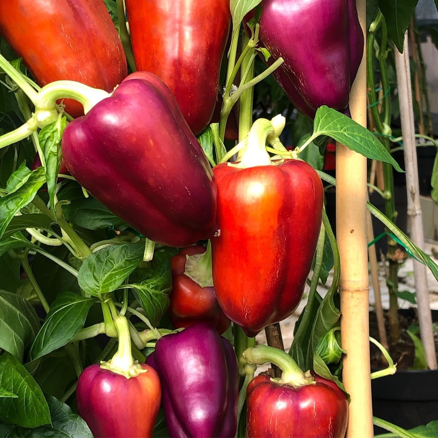 Oda Sweet Pepper