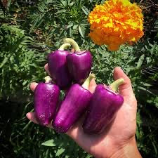 Oda Sweet Pepper
