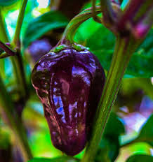 Purple scorpion tongue