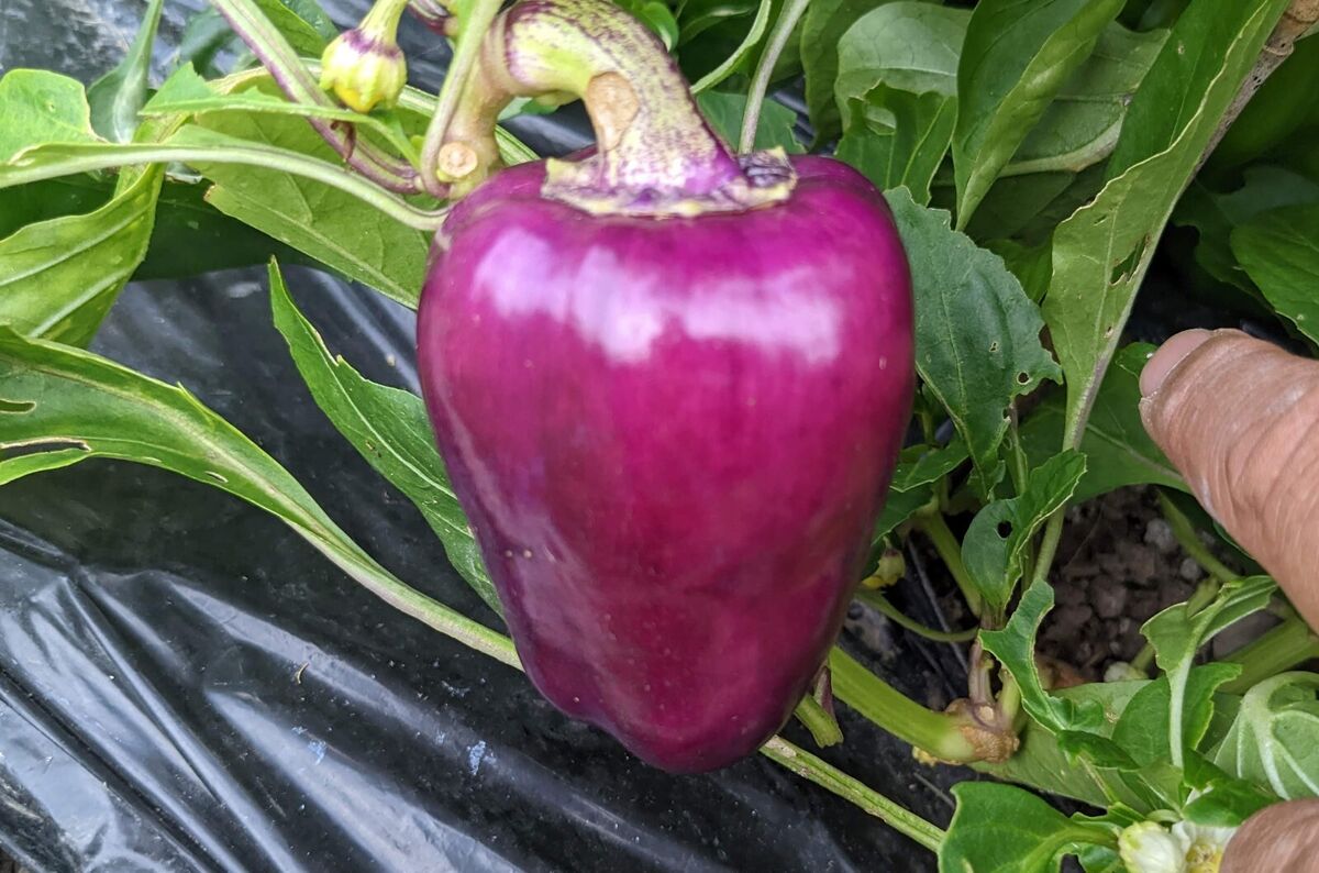 Sweet Purple Pepper