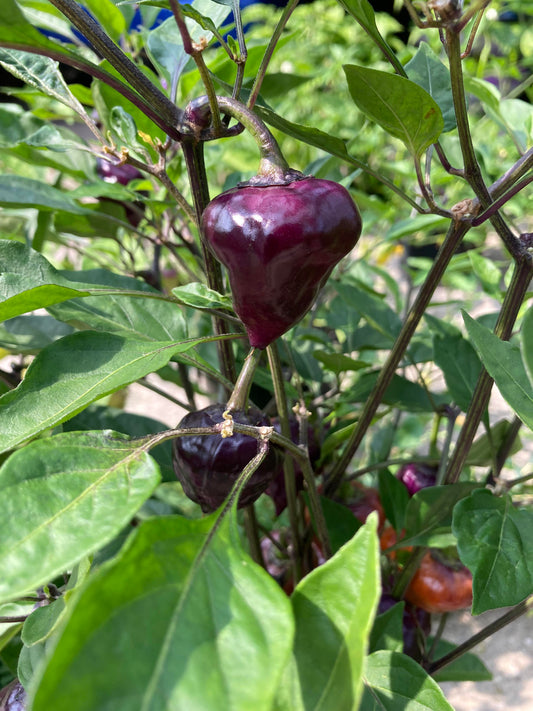 Purple Carolina Reaper