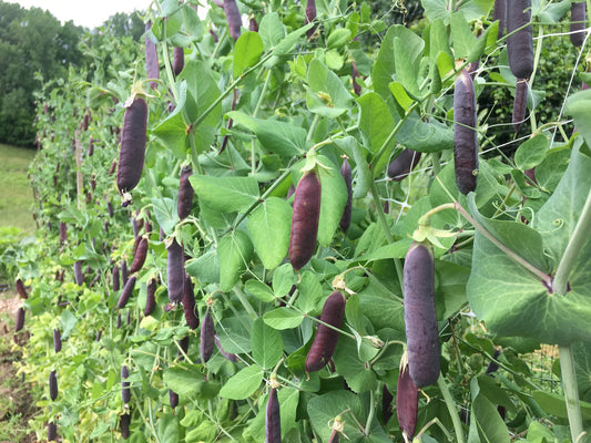 Blue Pod Capucijners Pea Seeds