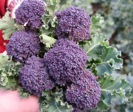 Early Purple Sprouting Broccoli Seeds