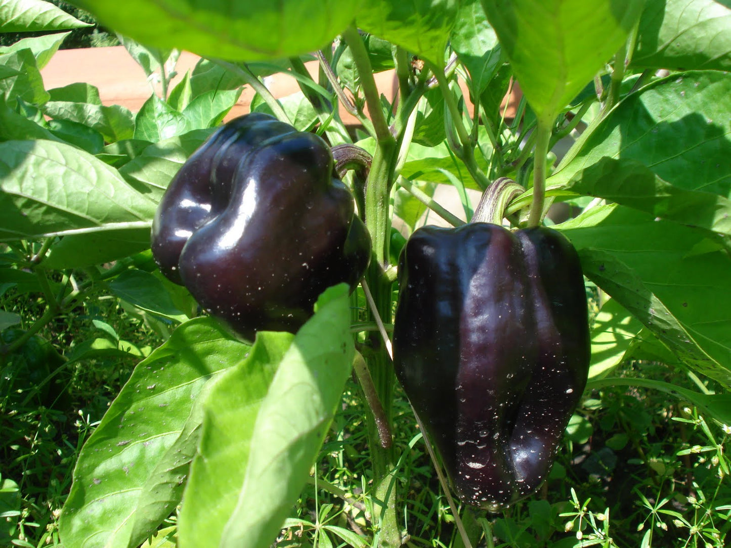 Mulato Isleno Poblano