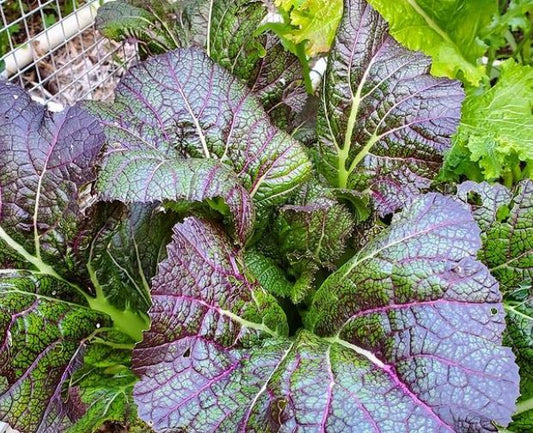 **RARE** Dragon Tongue Mustard Seeds