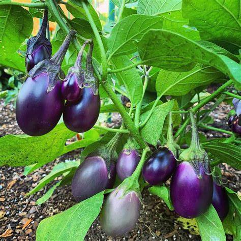 Patio Baby Eggplant