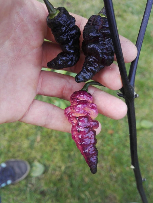 Thors Thunderbolt Pepper