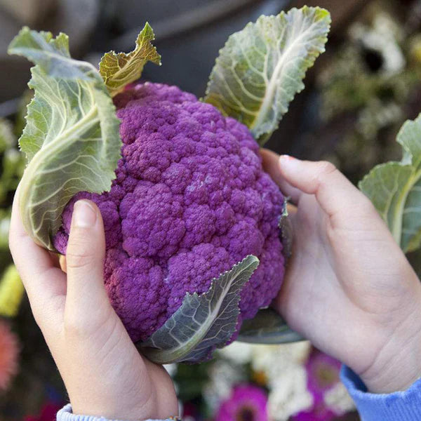 Graffiti Cauliflower Seeds