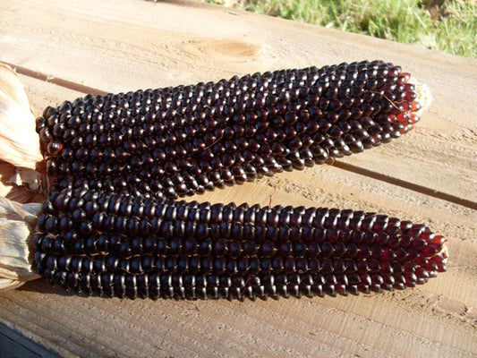 Dakota Black Popcorn Seeds