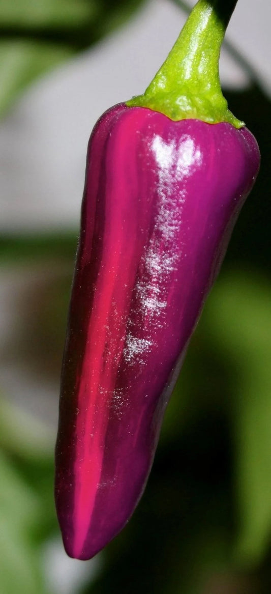 Purple Tiger Pepper