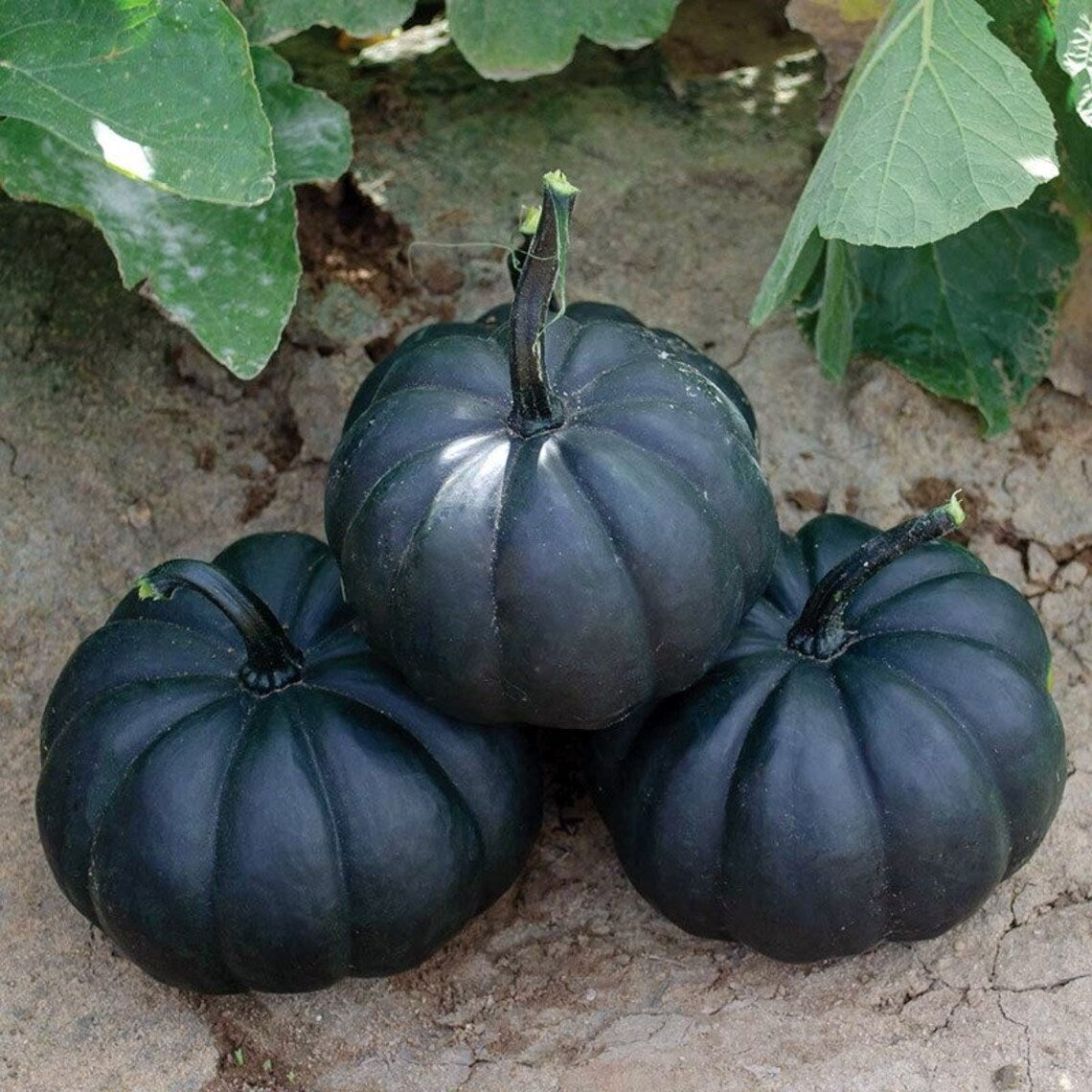 **RARE** Midnight Pumpkin Seeds