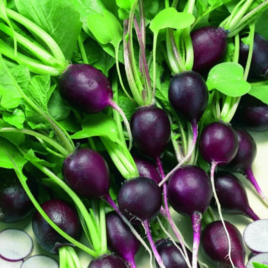 **RARE** Malaga Violet Radish Seeds