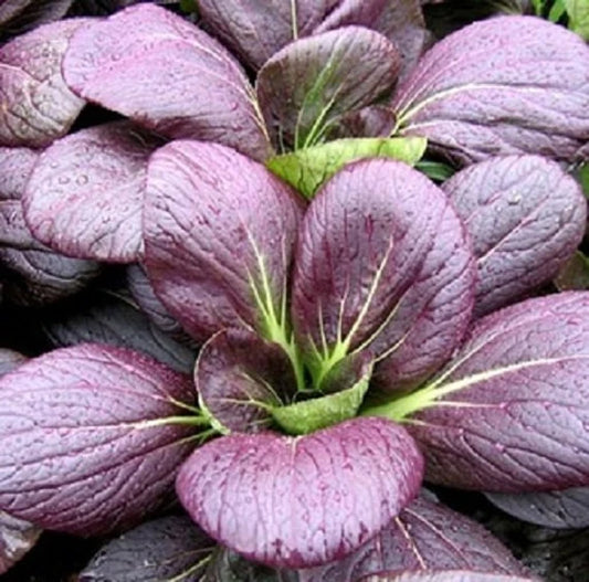 **RARE** Purple Pak Choi Seeds
