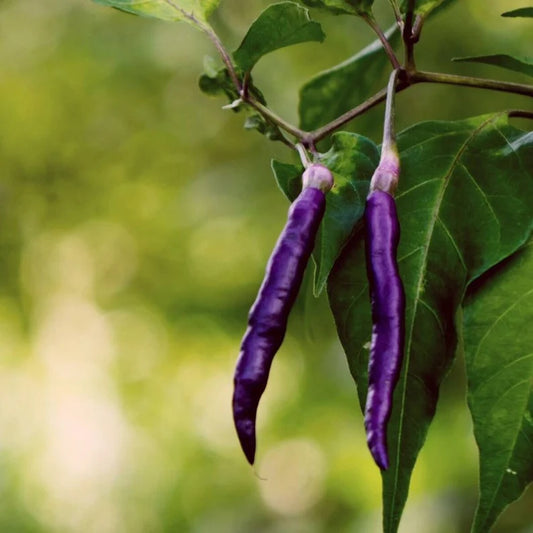 Purple Cayenne Pepper
