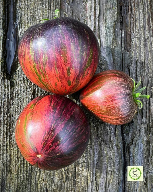 Rebel Starfighter Prime Tomato