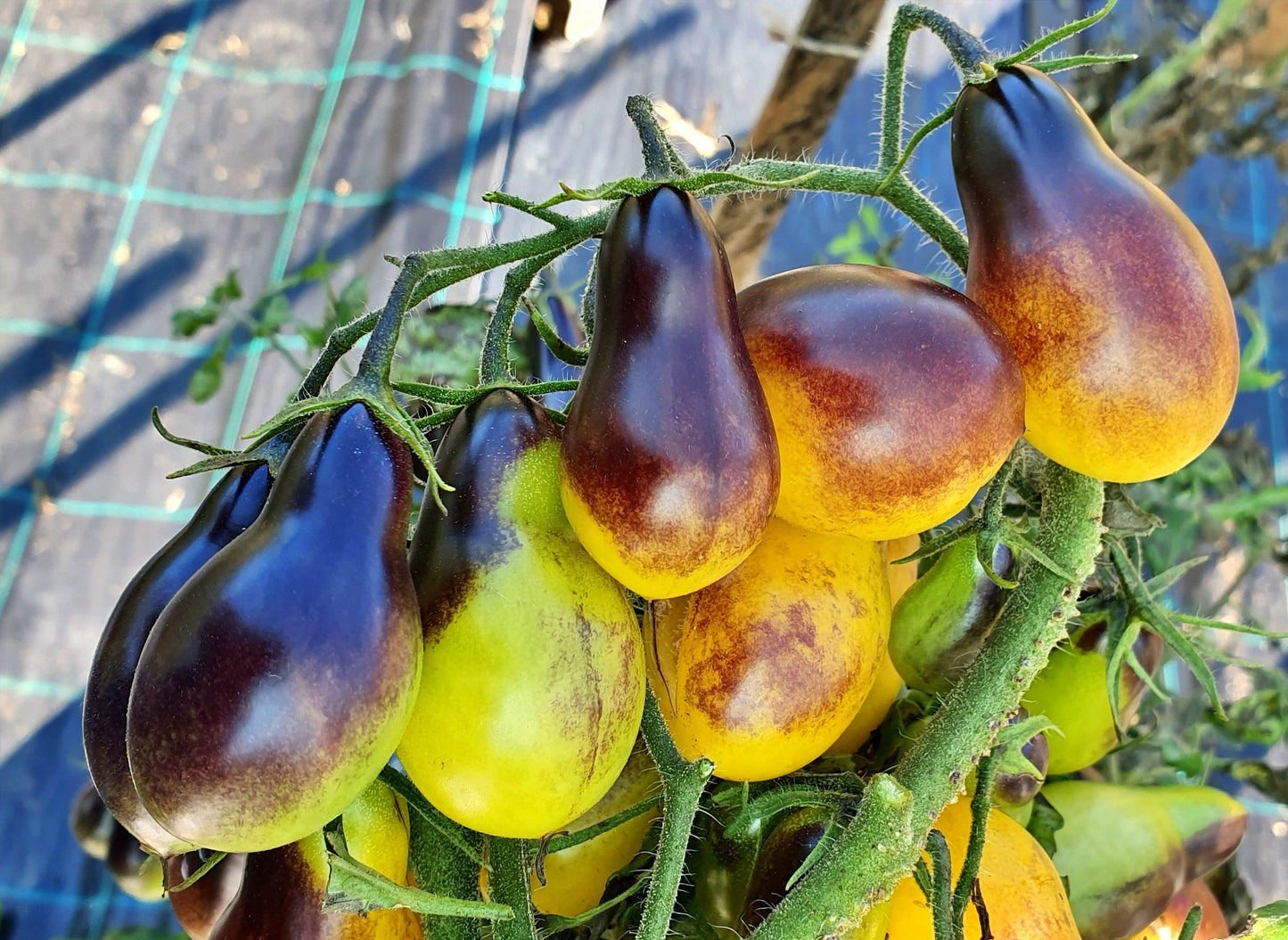 Indigo Pear