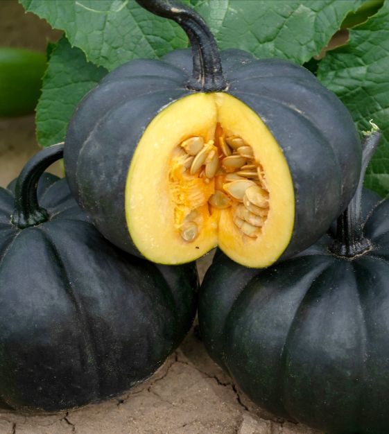 **RARE** Black Kat Pumpkin Seeds