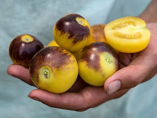 Bosque Blue Bumblebee Tomato