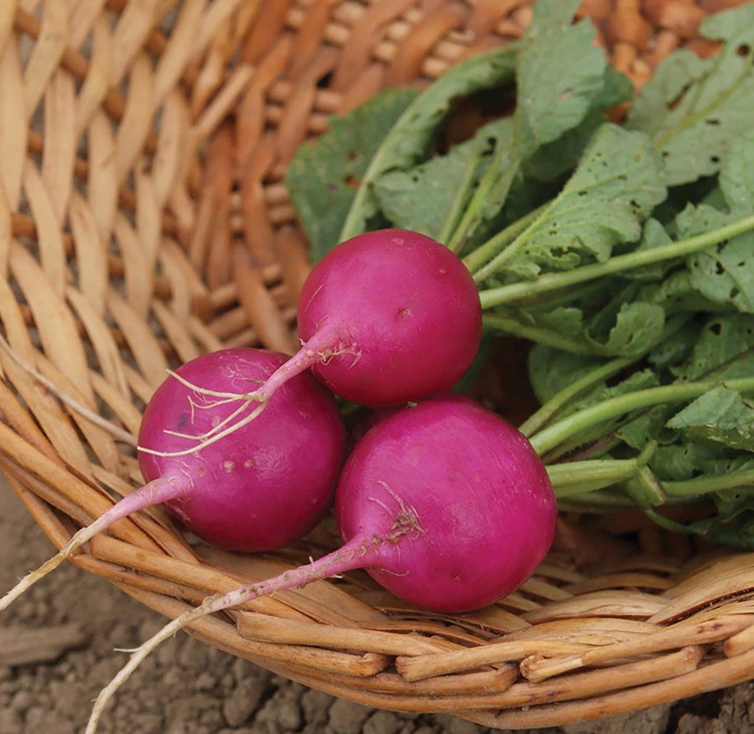 Amethyst Radish