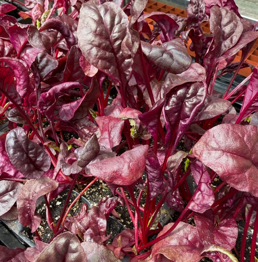 Firebird Swiss chard