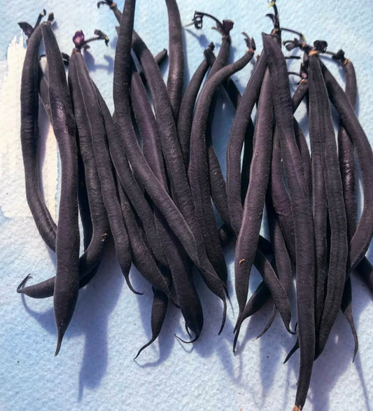 VELOUR BUSH BEAN SEEDS