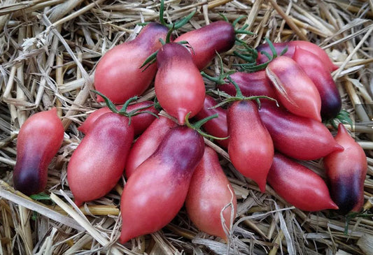 Marchanfee (Fairy Tale) Tomato