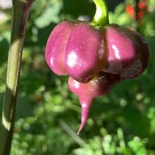 Purple Death Pepper