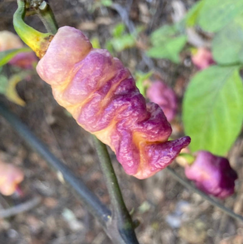 Jays Purple Ghost Scorpion