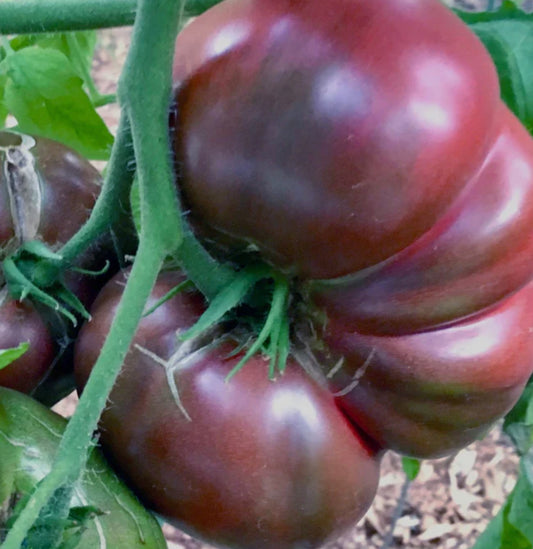 Cherokee Purple Tomato