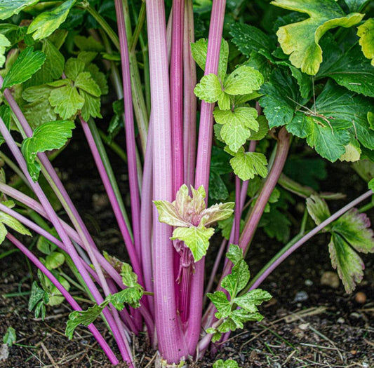 Pink Celery