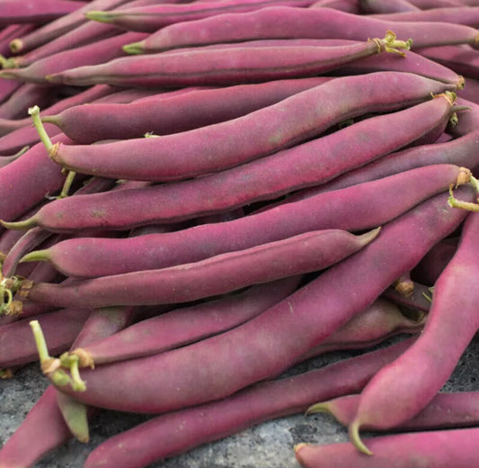 Red Swan Bush Bean