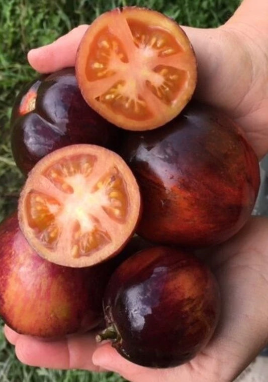 Dark Tiger Tomato