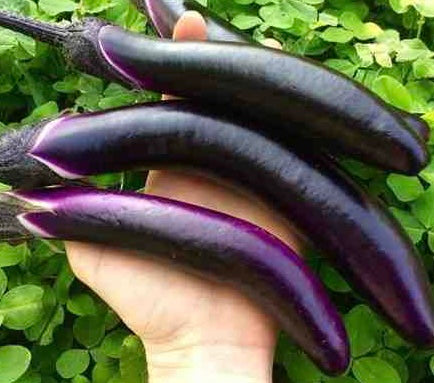 Ping Tung Eggplant