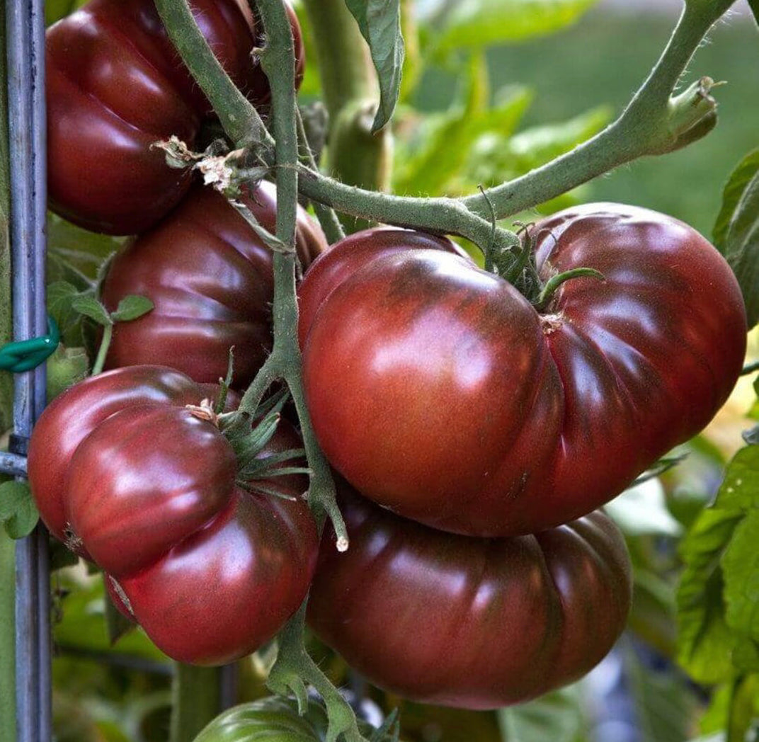 Brandywine Black Tomato