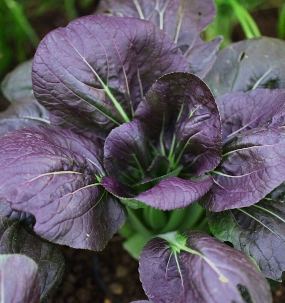 Purple Pak Choi