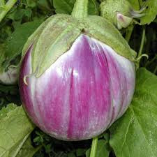 Sicilian Bi-Colour Eggplant