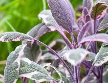 Tri-Colour Sage