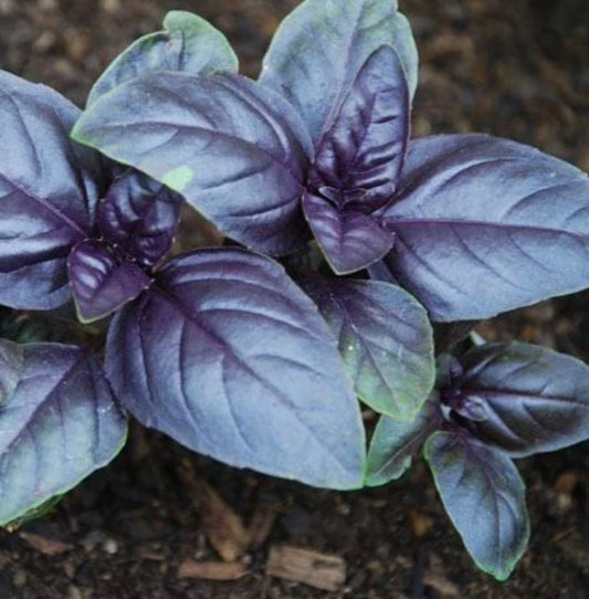 Amethyst Basil