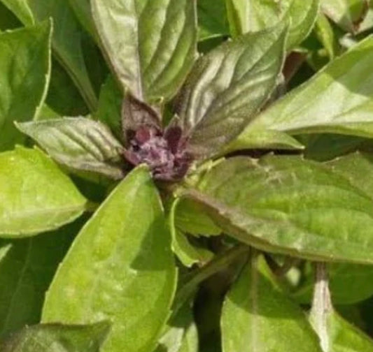 Thai Basil