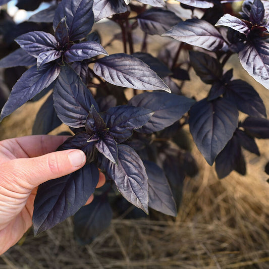 Prospera Purple Basil
