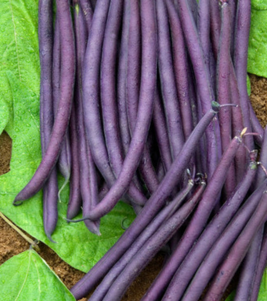 AMETHYST Bush Beans