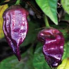 Purple Death Pepper