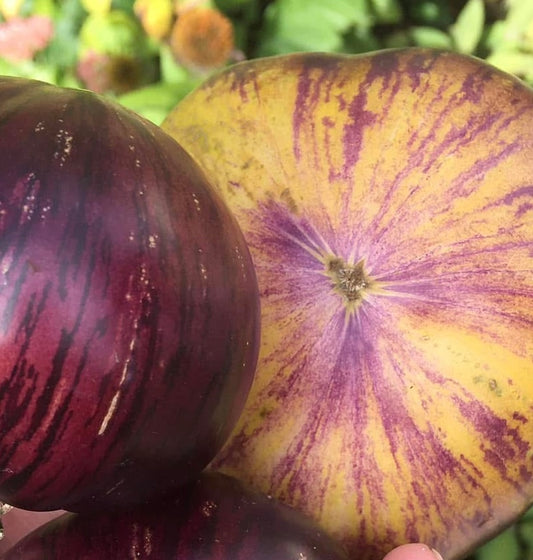 Solar Eclipse Tomato