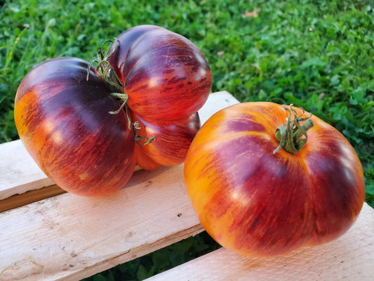 Alice’s Dream Tomato