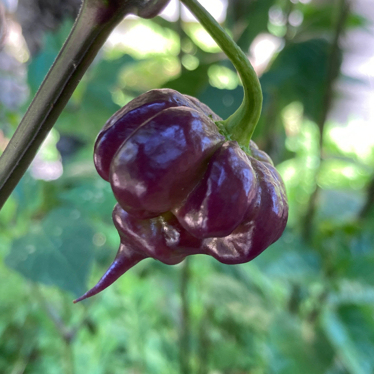 Purple Death Pepper