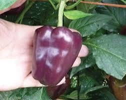 Purple Petite Pepper