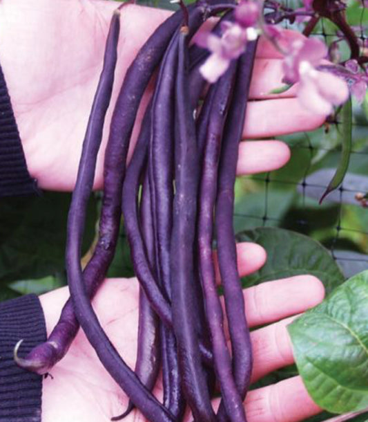 CARMINAT POLE BEAN SEEDS