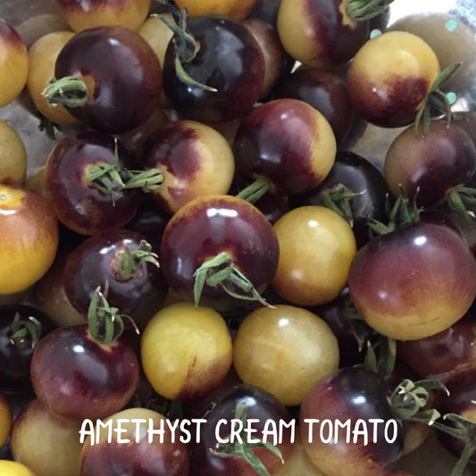 Amethyst Cream Tomato