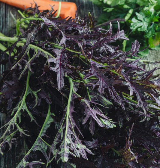 Scarlet Frills Mustard