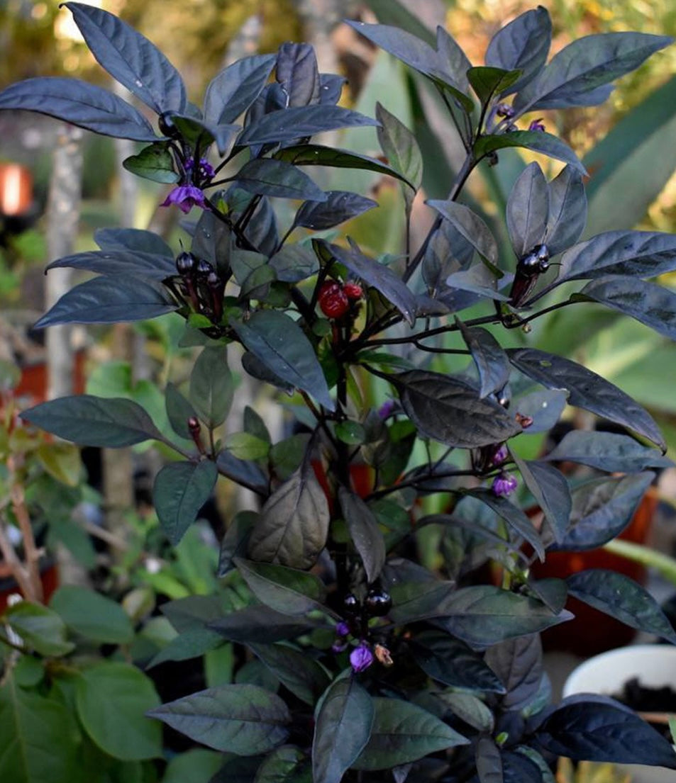 Black Pearl Pepper